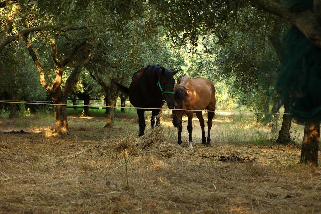 Agriturismo Il Pozzo Casal Velino Exterior foto